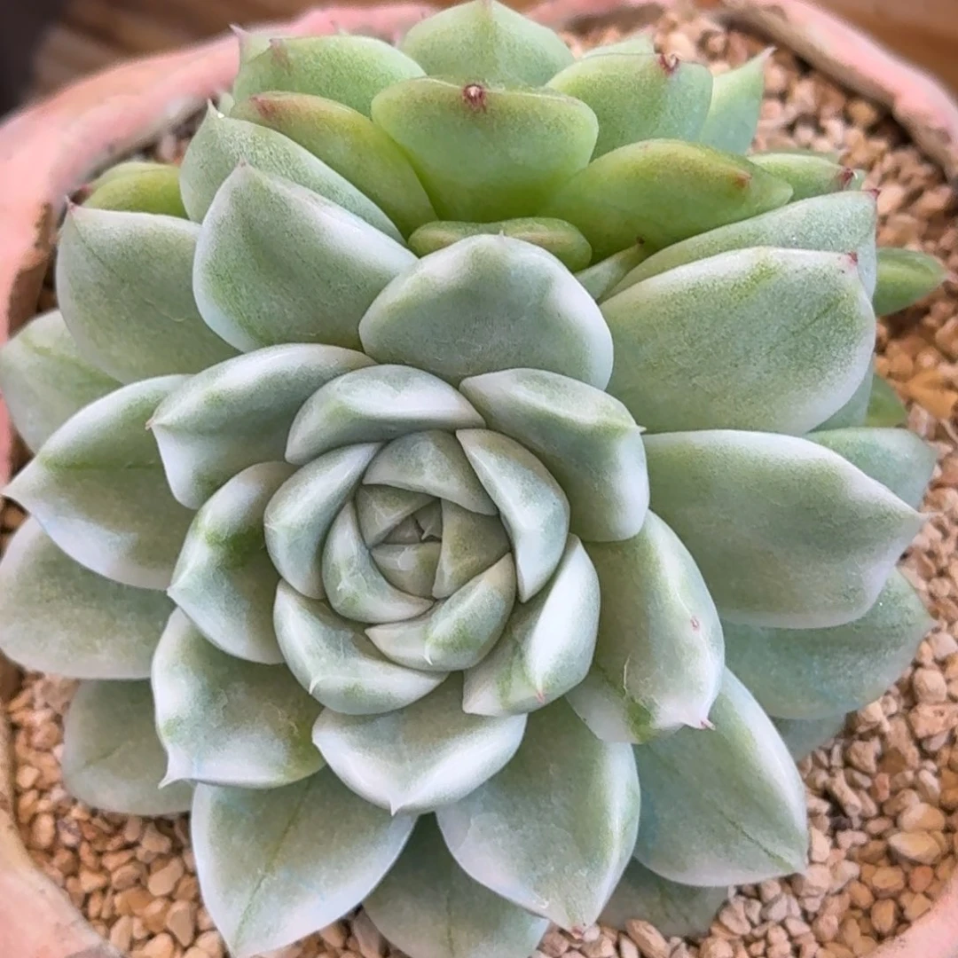 麦秆 双头  安吉园艺