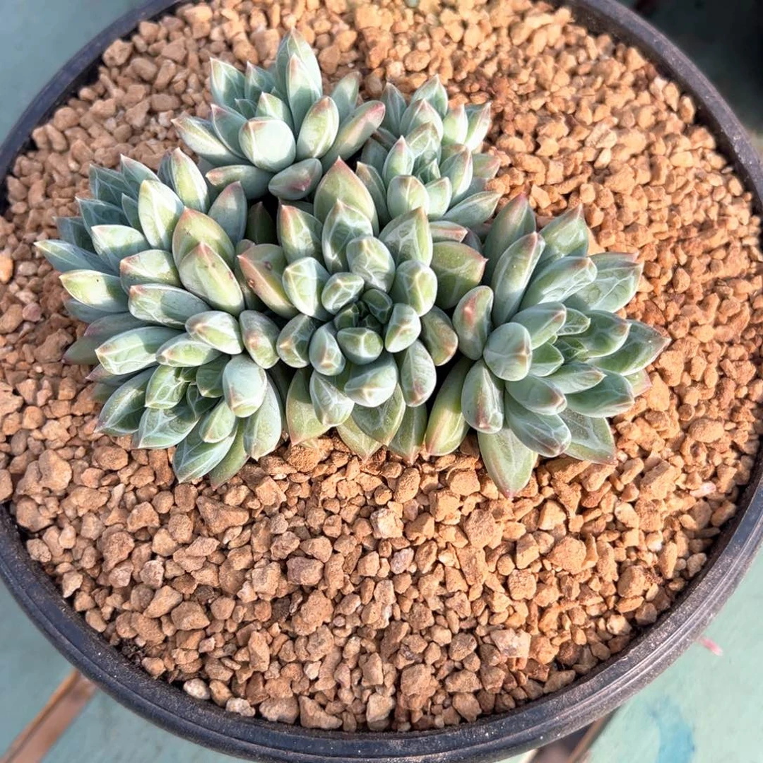 他**?4.16.05青花瓷