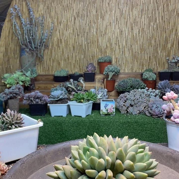 *****170号莎莎多肉植物