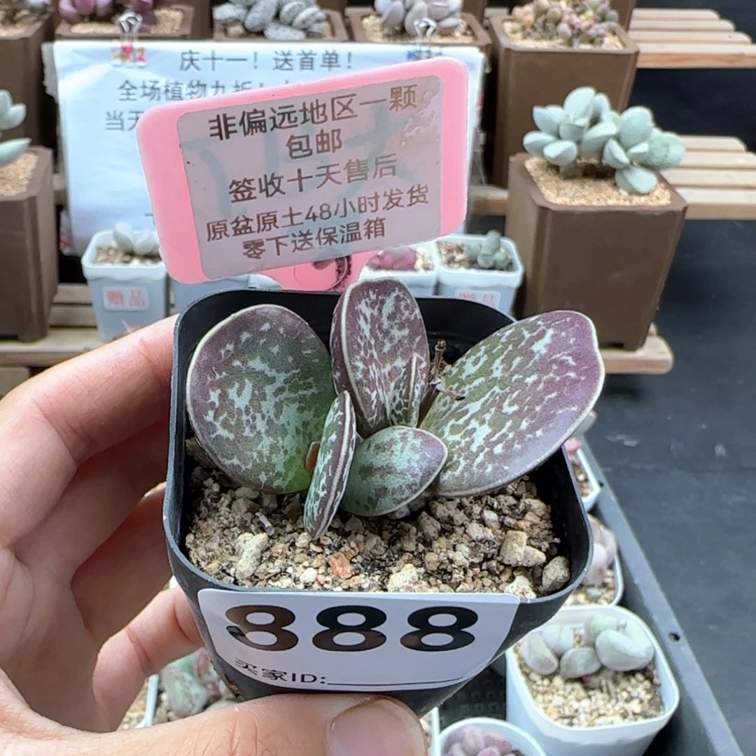 888蝴蝶多肉植物