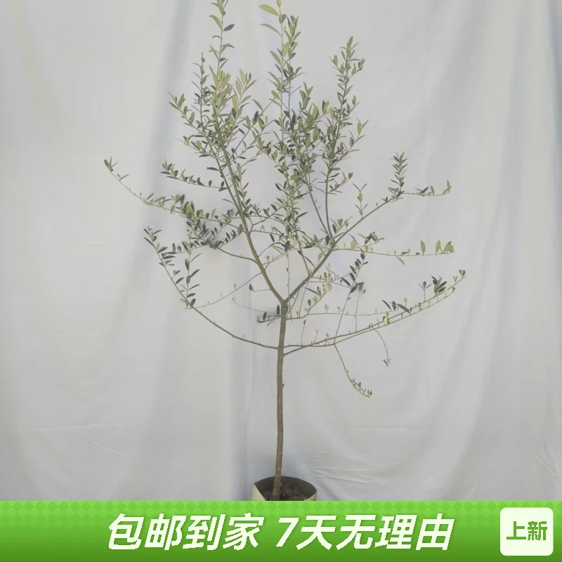 地中海风油橄榄树盆栽大型客厅绿植室内外四季常青阳台庭院装饰