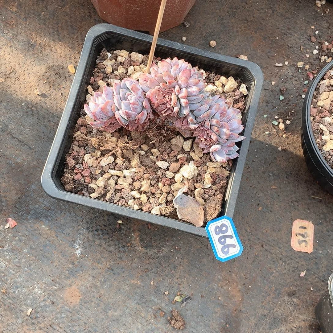 866橙子缀 一物一拍多肉