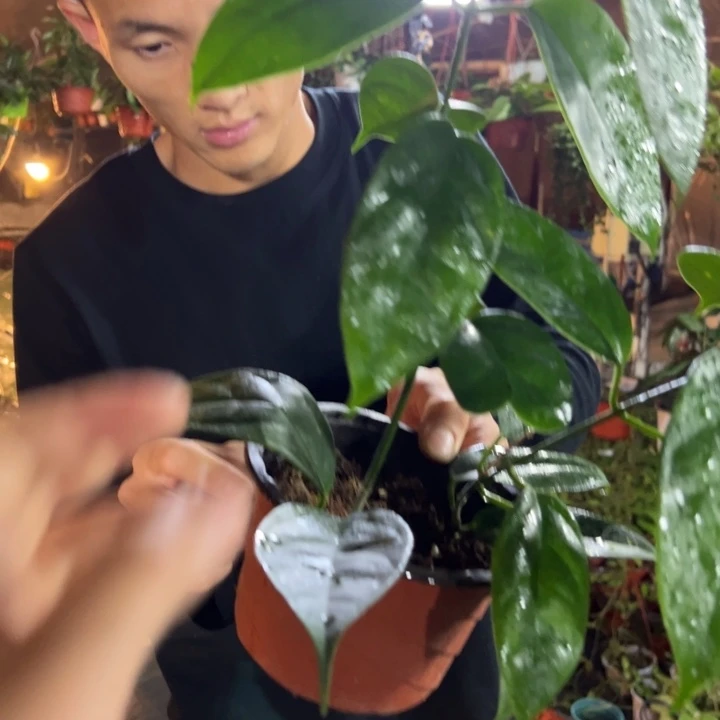 咦***鱼完全开放海尔孔球兰