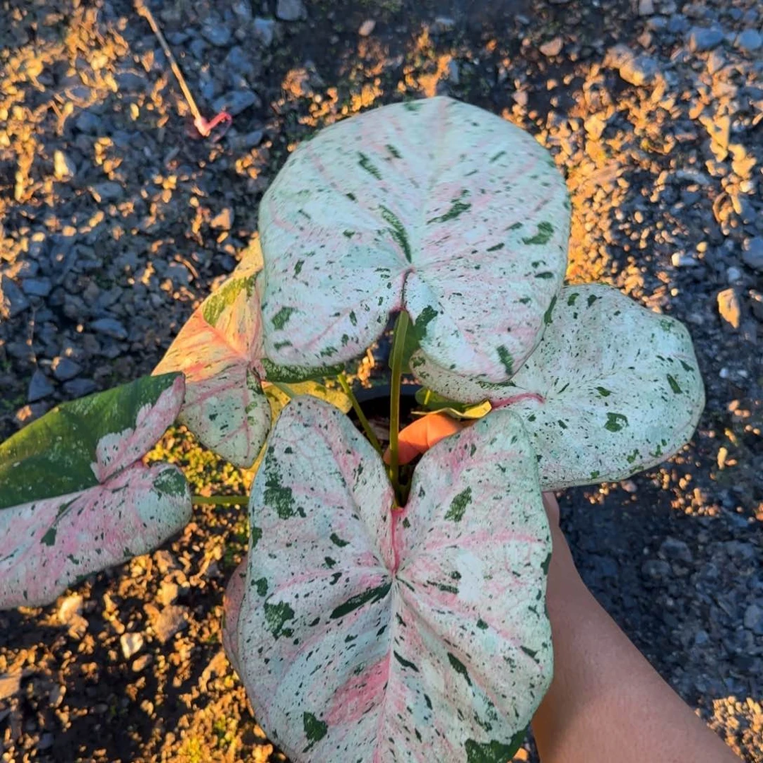 15-1116泰国发货粉色天空