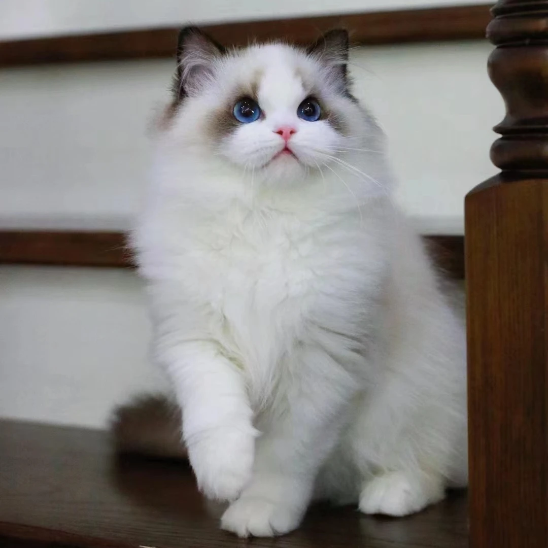 （喵小妹专属链接）宠物猫幼猫蓝猫幼猫布偶猫银渐层蓝白猫金吉拉