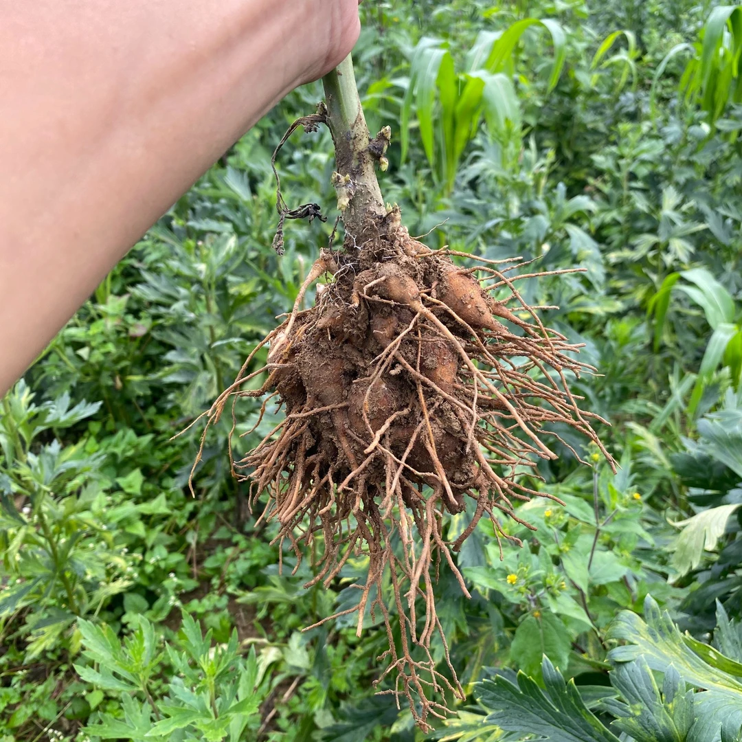 新鲜现挖现发生泥附付子片种球川坞头种苗乌头附子坞头蜜原料