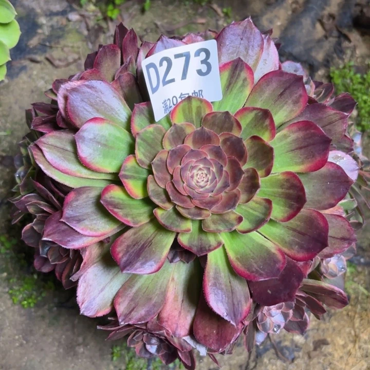 瑞妈多肉2.2..273