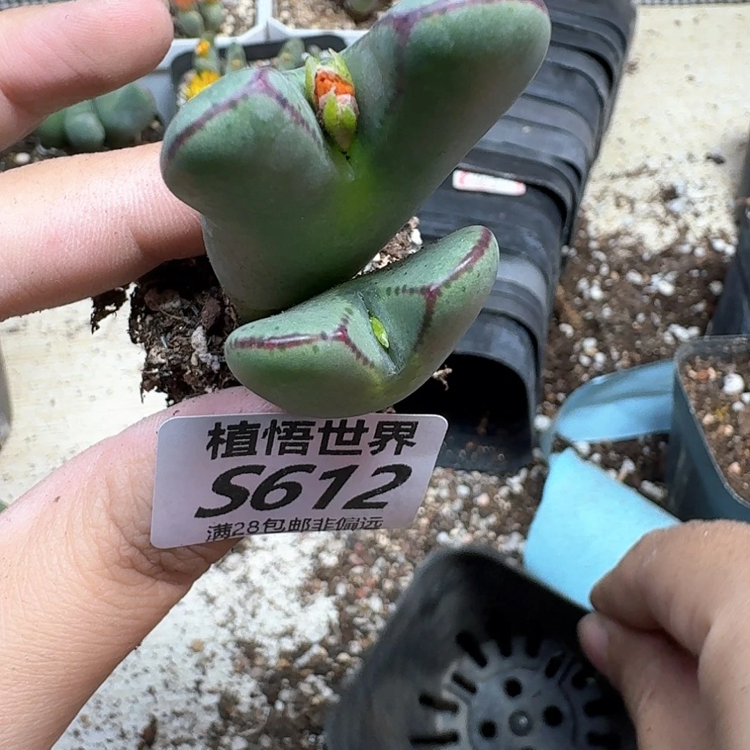 多肉植物的润泽fgb