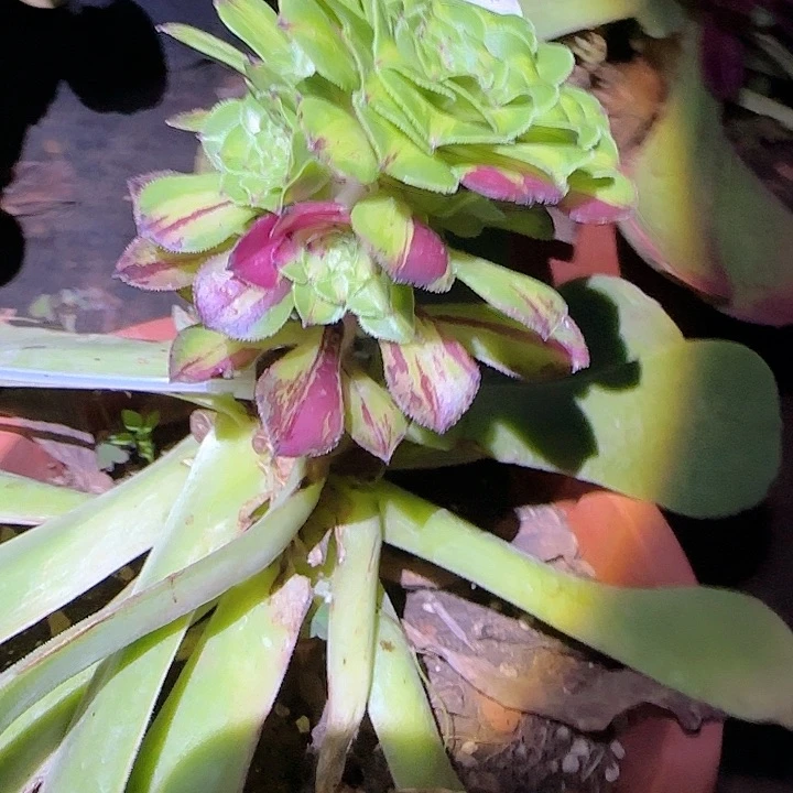 多肉法师知否朵朵