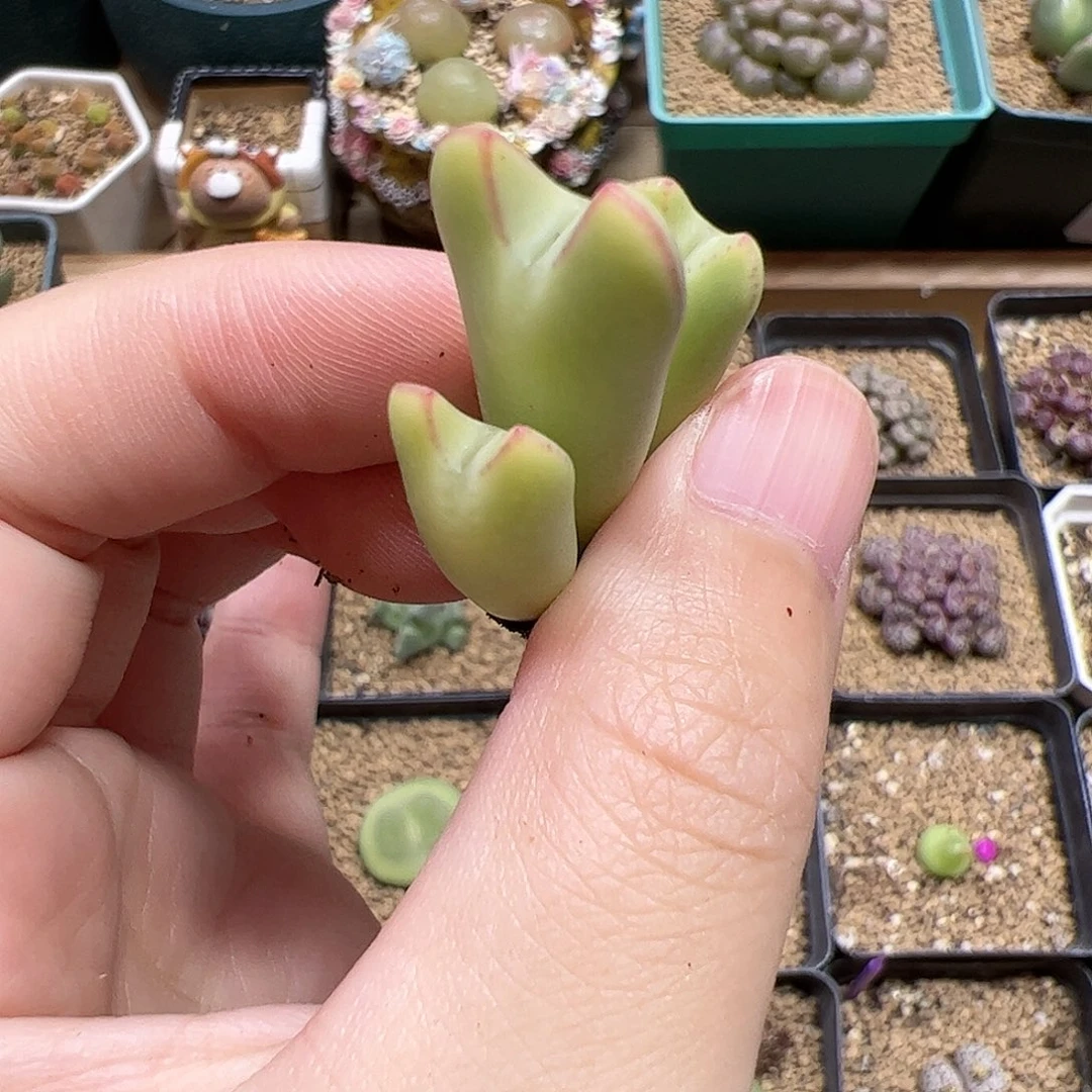 【闪购商品】281 黄色皮卡丘
