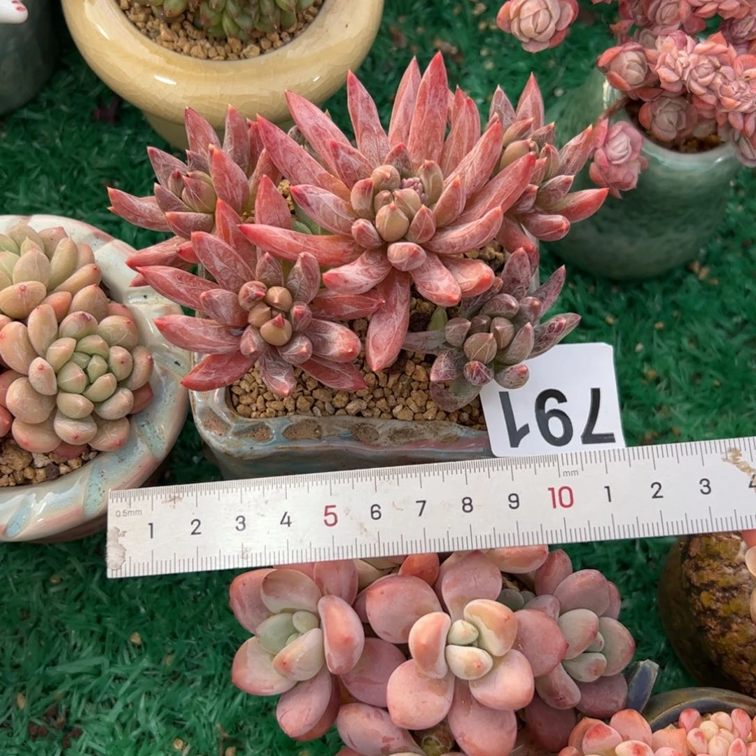 ✨****?791 多肉植物组合盆栽