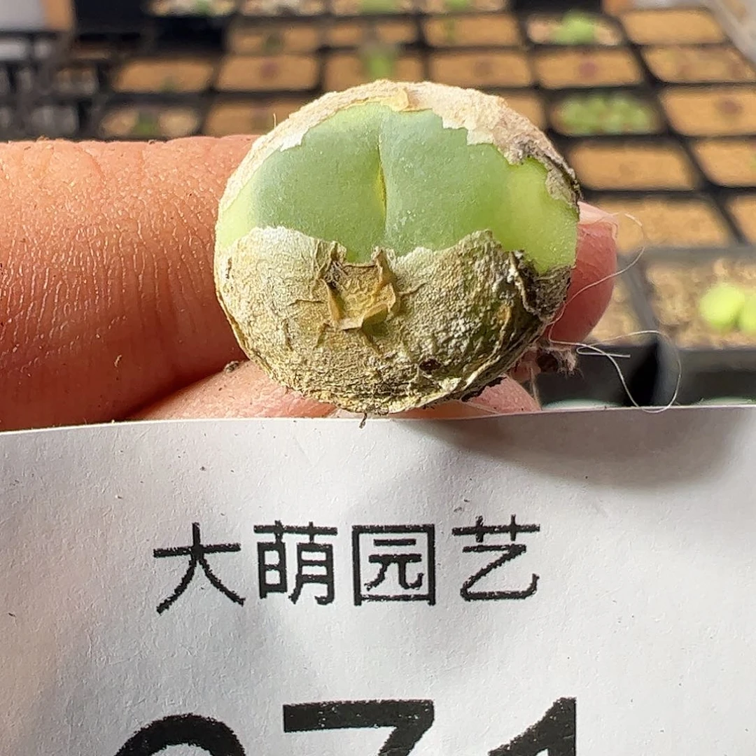 一物一拍……。    671