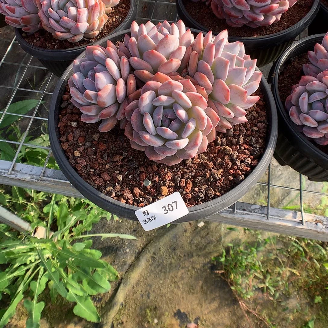 桔***柚307梦露多肉植物666