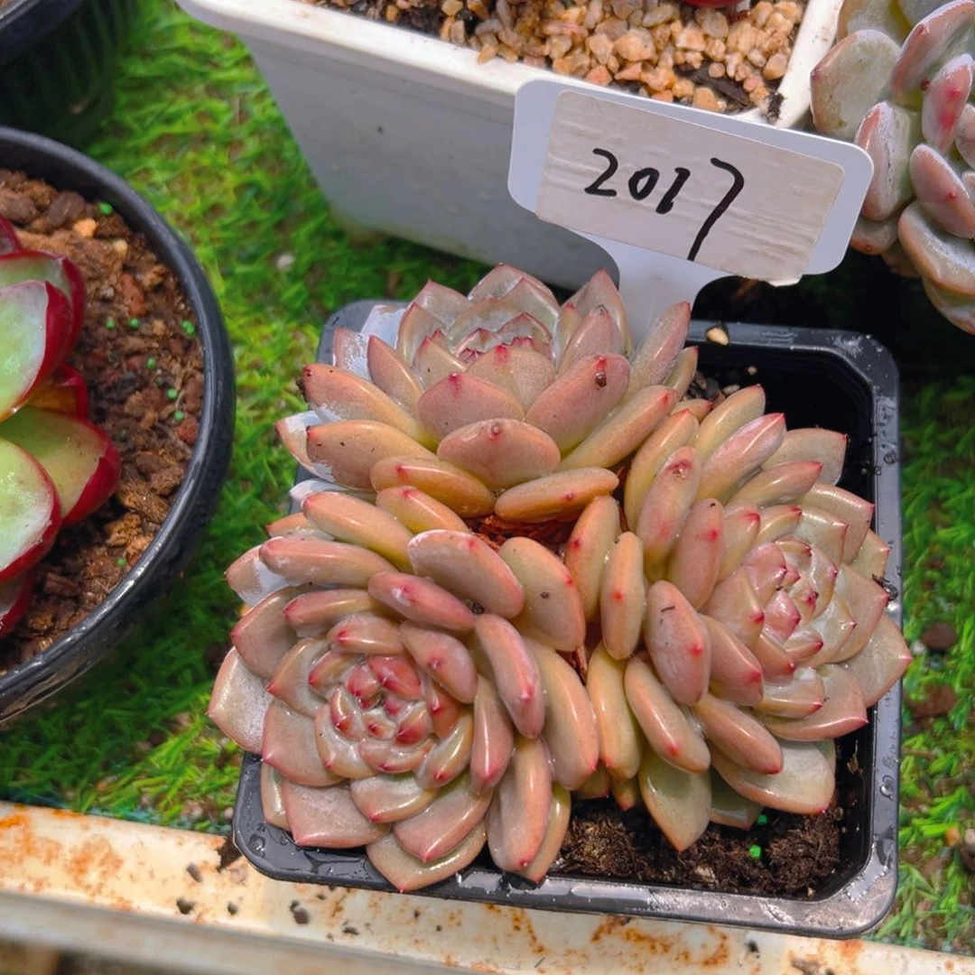 星星橙2017号一物一拍