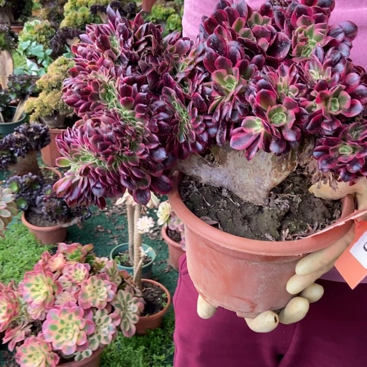 440美杜莎朵朵老桩子