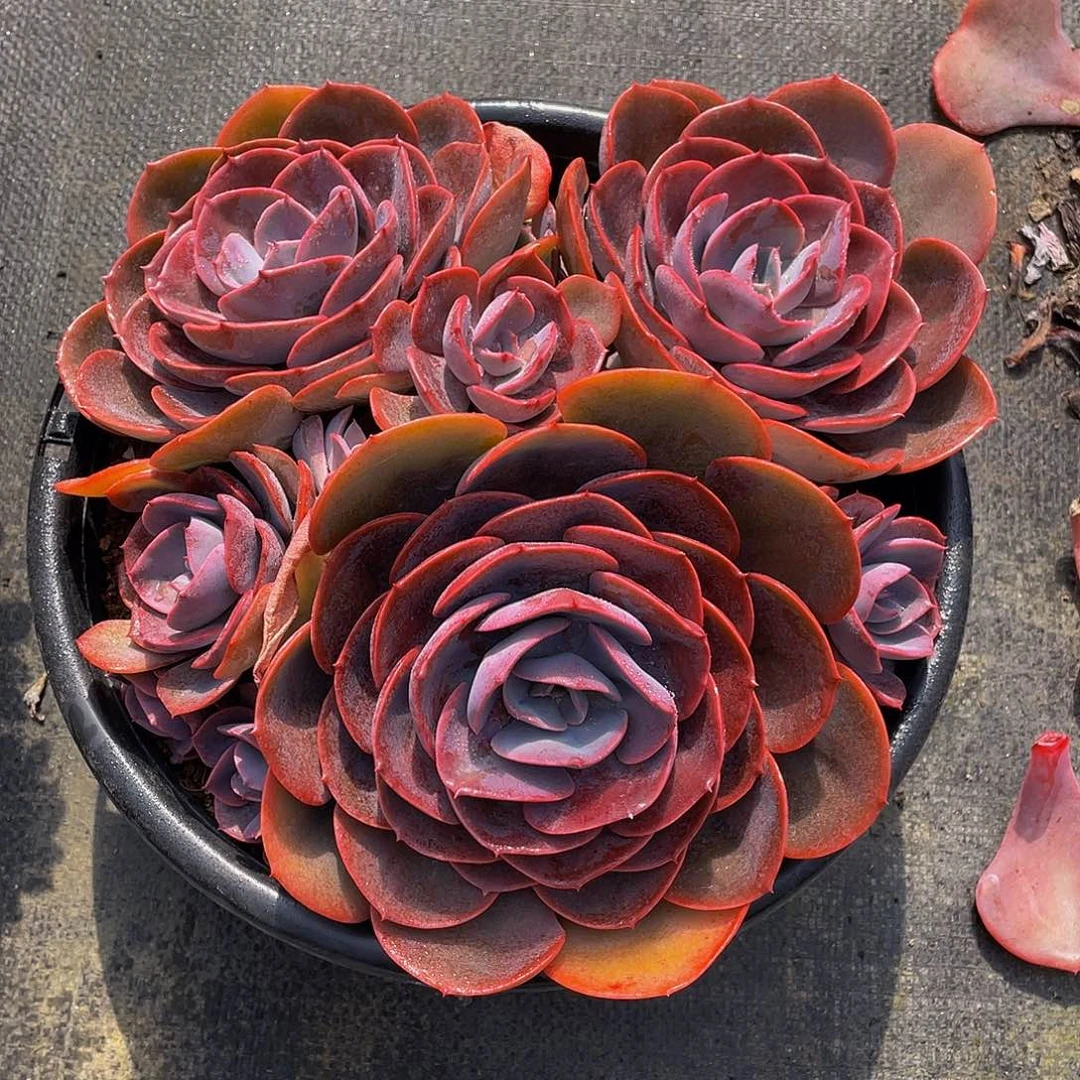 尘埃玫瑰多肉植物2137