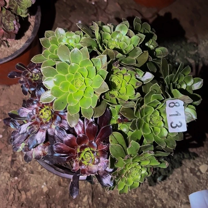 813水墨丹青多肉植物