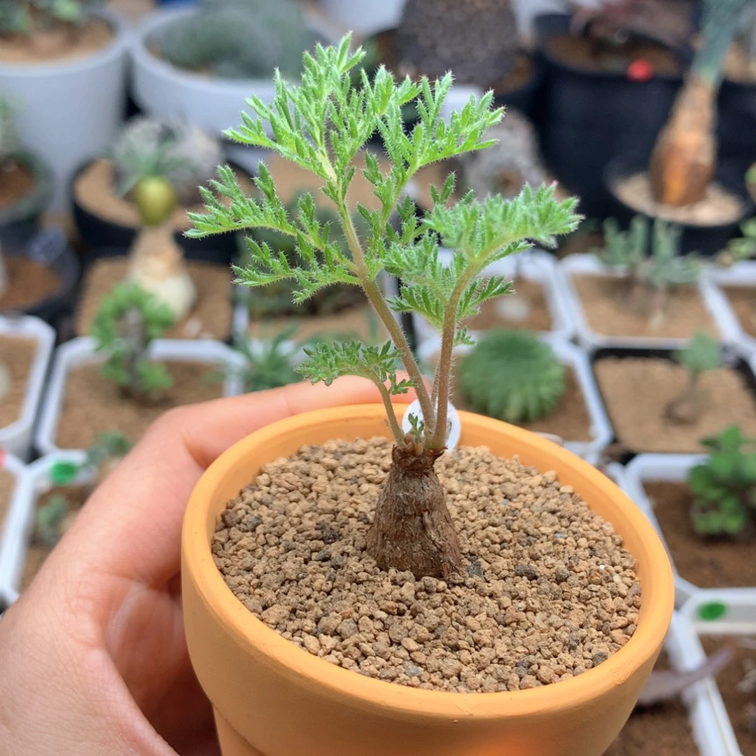 萨*枯木杨葵多肉带盆