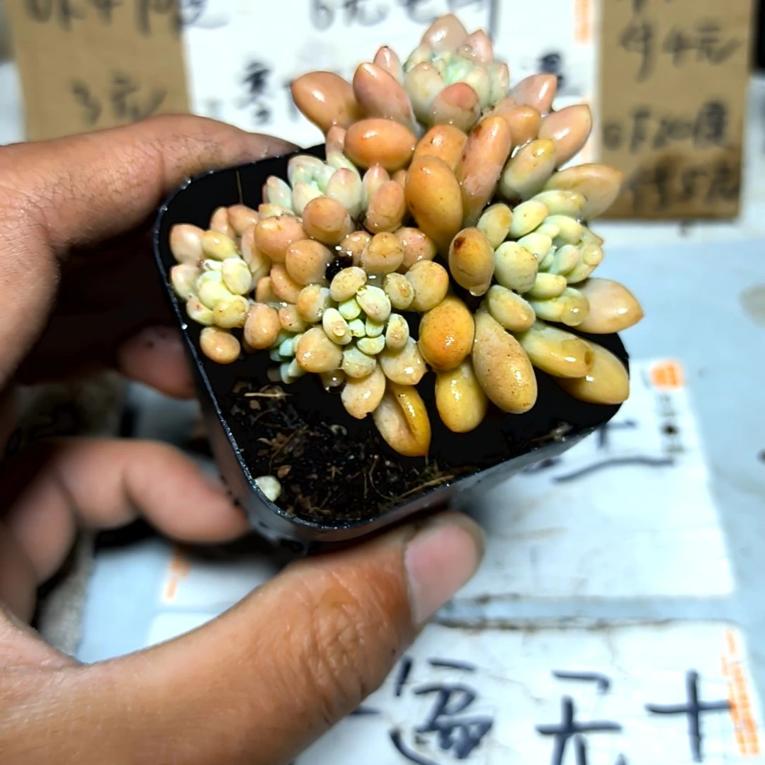 满6元包邮，洛可可群