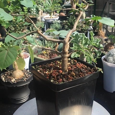 滔天橄榄 一物一拍