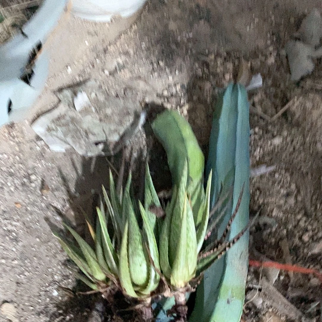 小***哥0000000000000000000