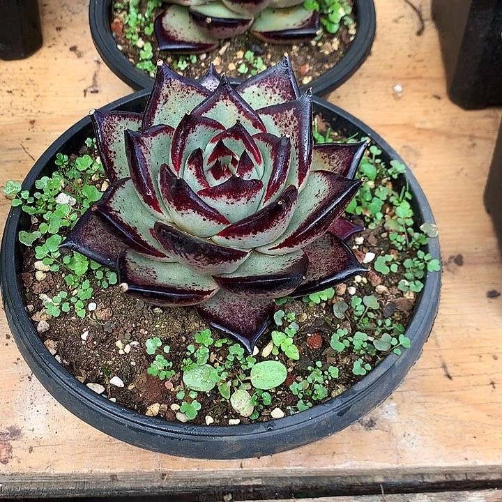 美肉特价活动开始啦