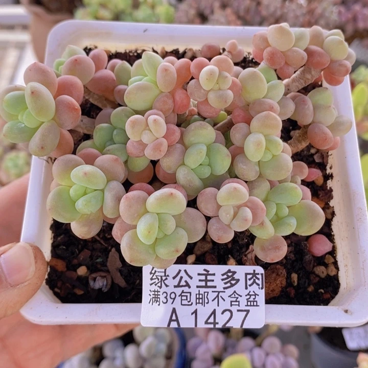 花朵鱼子酱老桩有砍8cm1427多肉