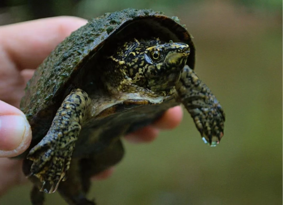 直播间购买蛋龟一龟一拍拍前联系客服饲料
