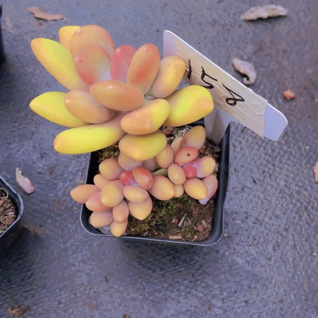 雪***700000000000000158