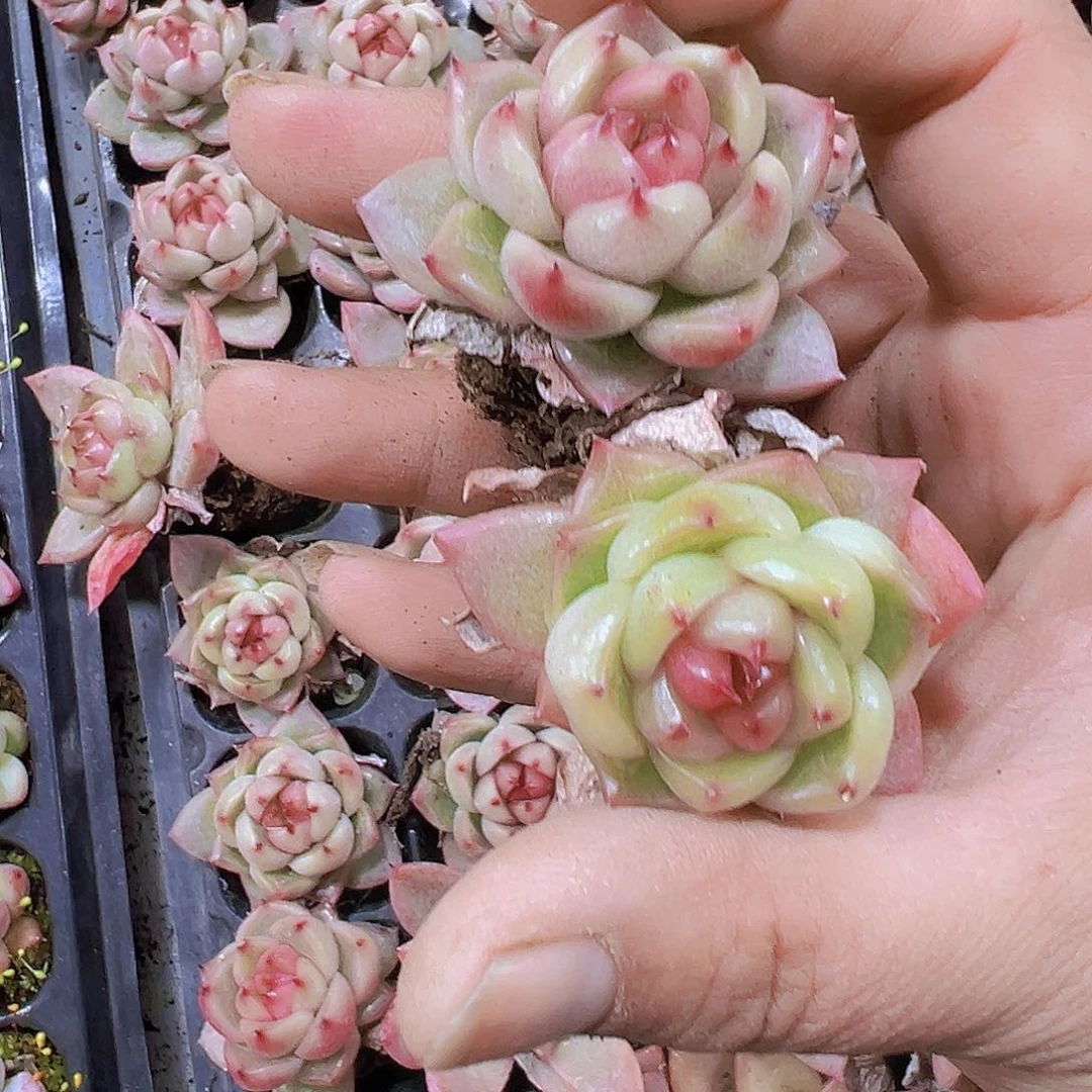 晴空珍妮3个19包邮