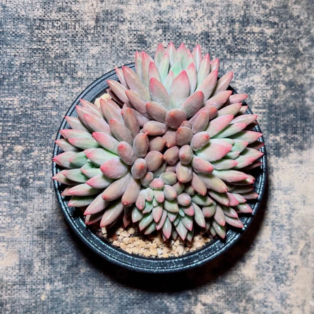 梅*多肉植物多肉植物