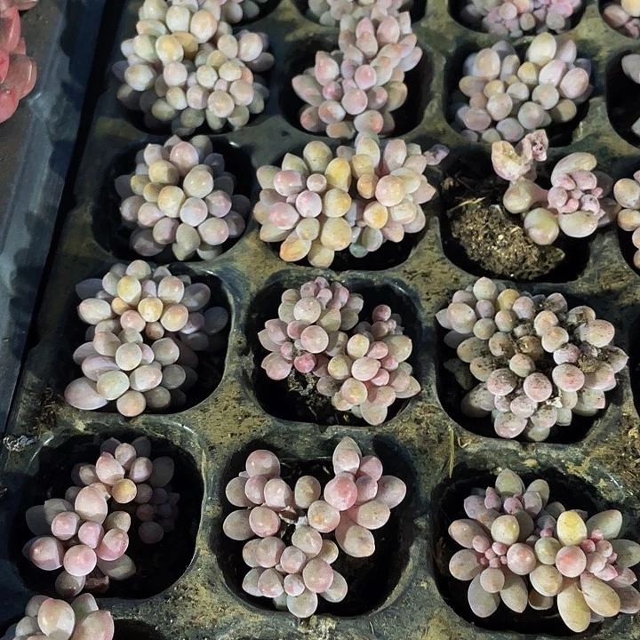 小婴儿手指群1元带土发