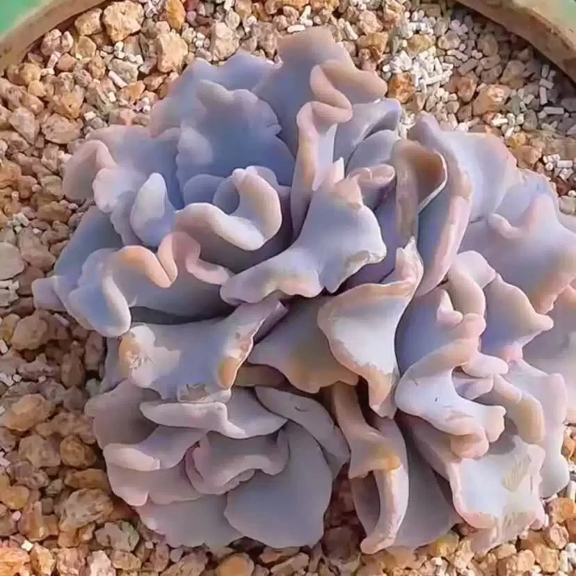 【满9.9包邮】穴盘芭蕾舞者白饺子皮5颗多肉植物以直播间展示为主