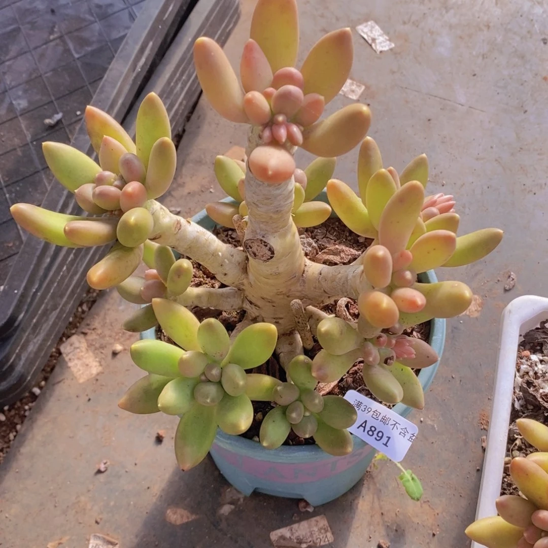 芒果奶老桩14cm891多肉植物