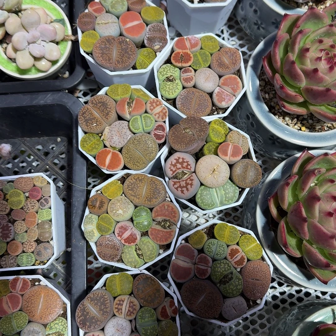 大号生实话多肉植物