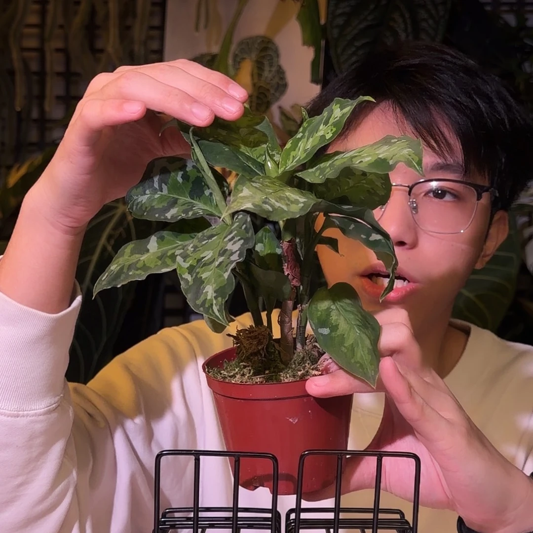 完全开放N144迷彩粗勒草
