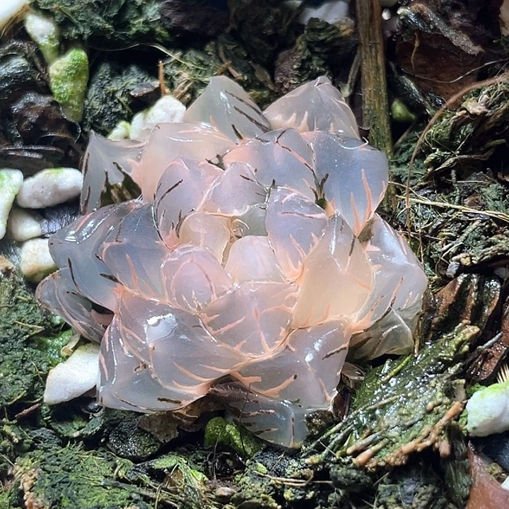 722水中月锦特选福利