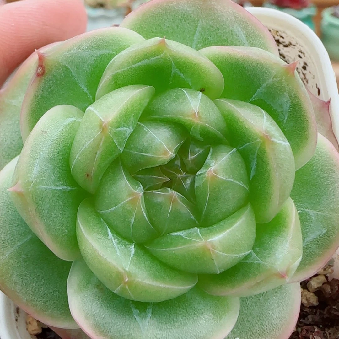 花语逸镜1010-236溏心珍妮