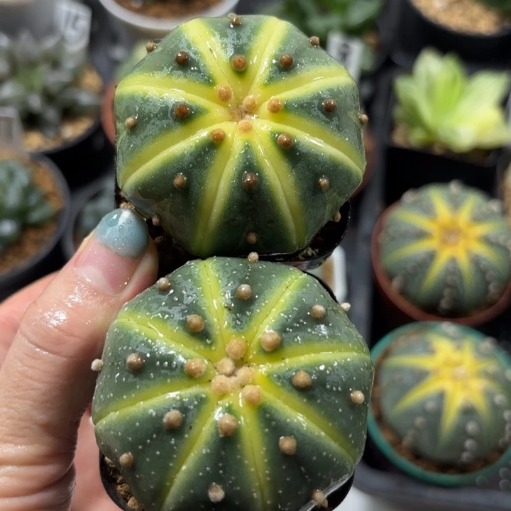 星兜锦小南瓜多肉植物