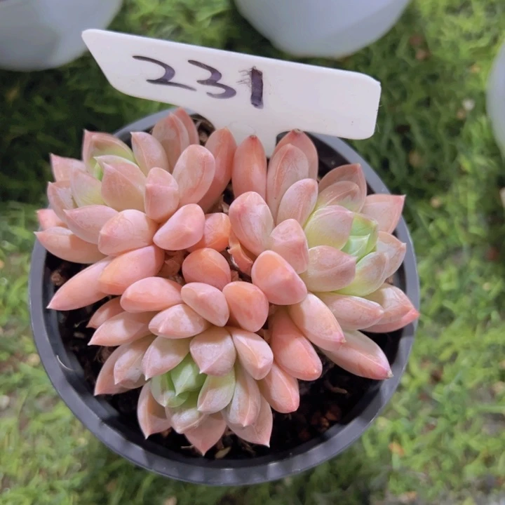 健健康康平平安安