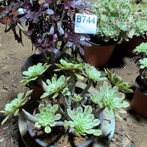 若***菲744两颗法师多肉植物