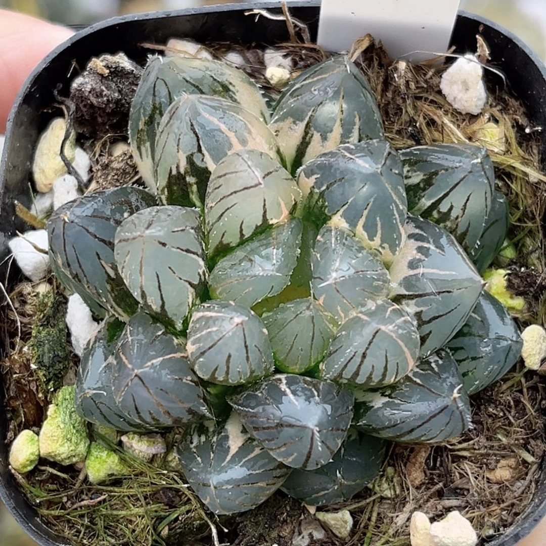 82龙爪玉露锦福利专场