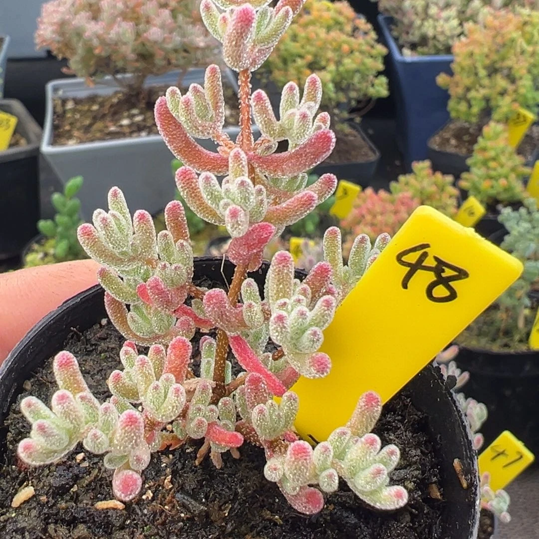 冰紫枝干6cm盆48号