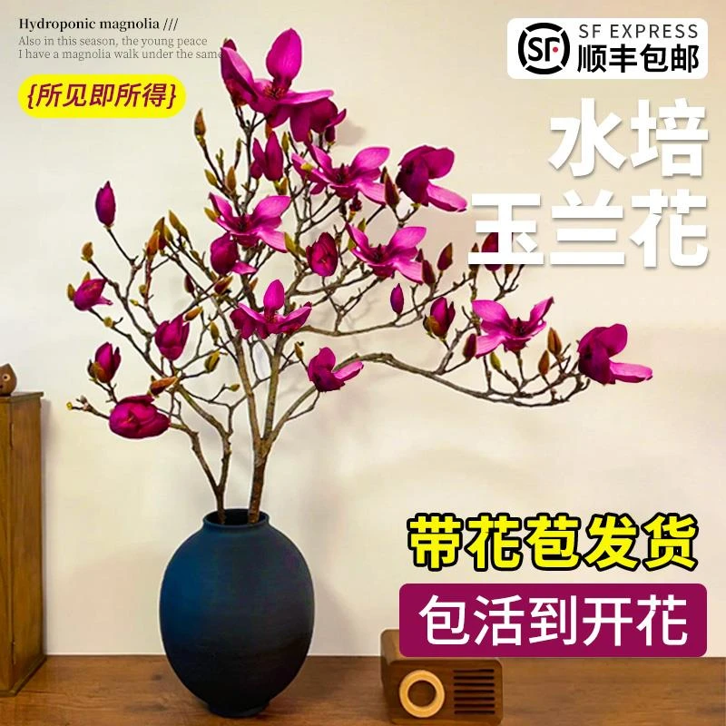 玉兰花水培鲜切枝带花苞紫粉白室内好养四季遇水开花耐寒盆栽植物