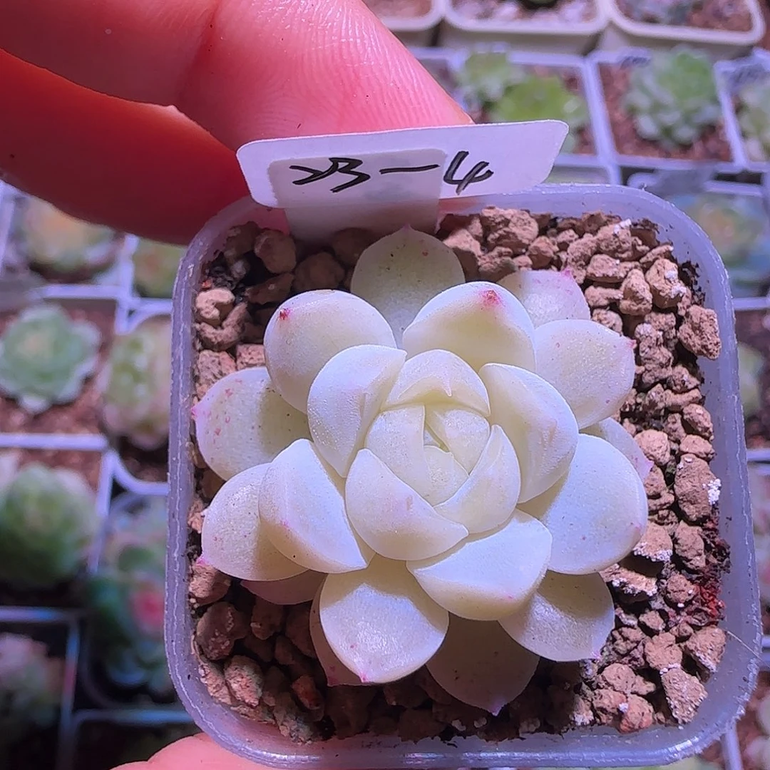 23-4福利甜心苍雪单头