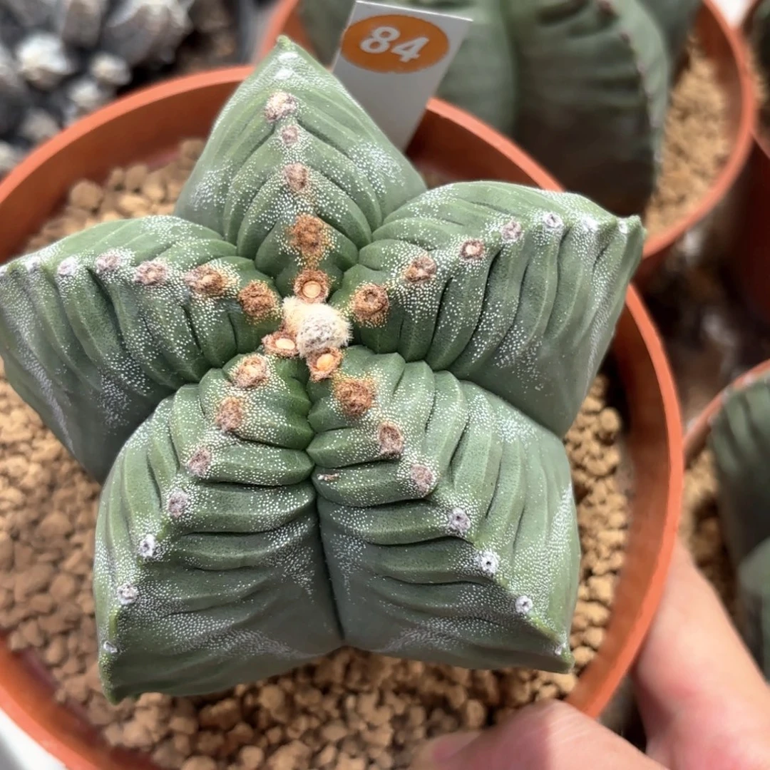 84实生龟甲鸾凤玉带盆带土