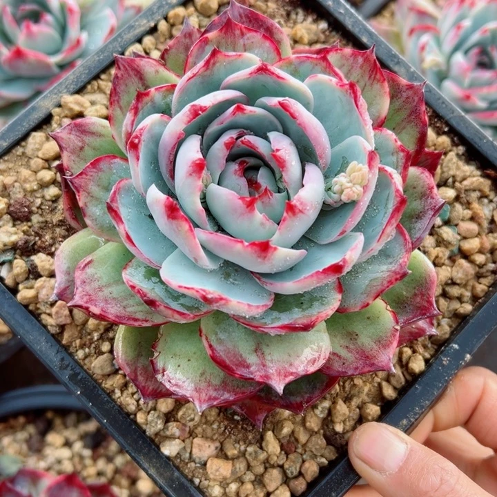 精品多肉植物老桩