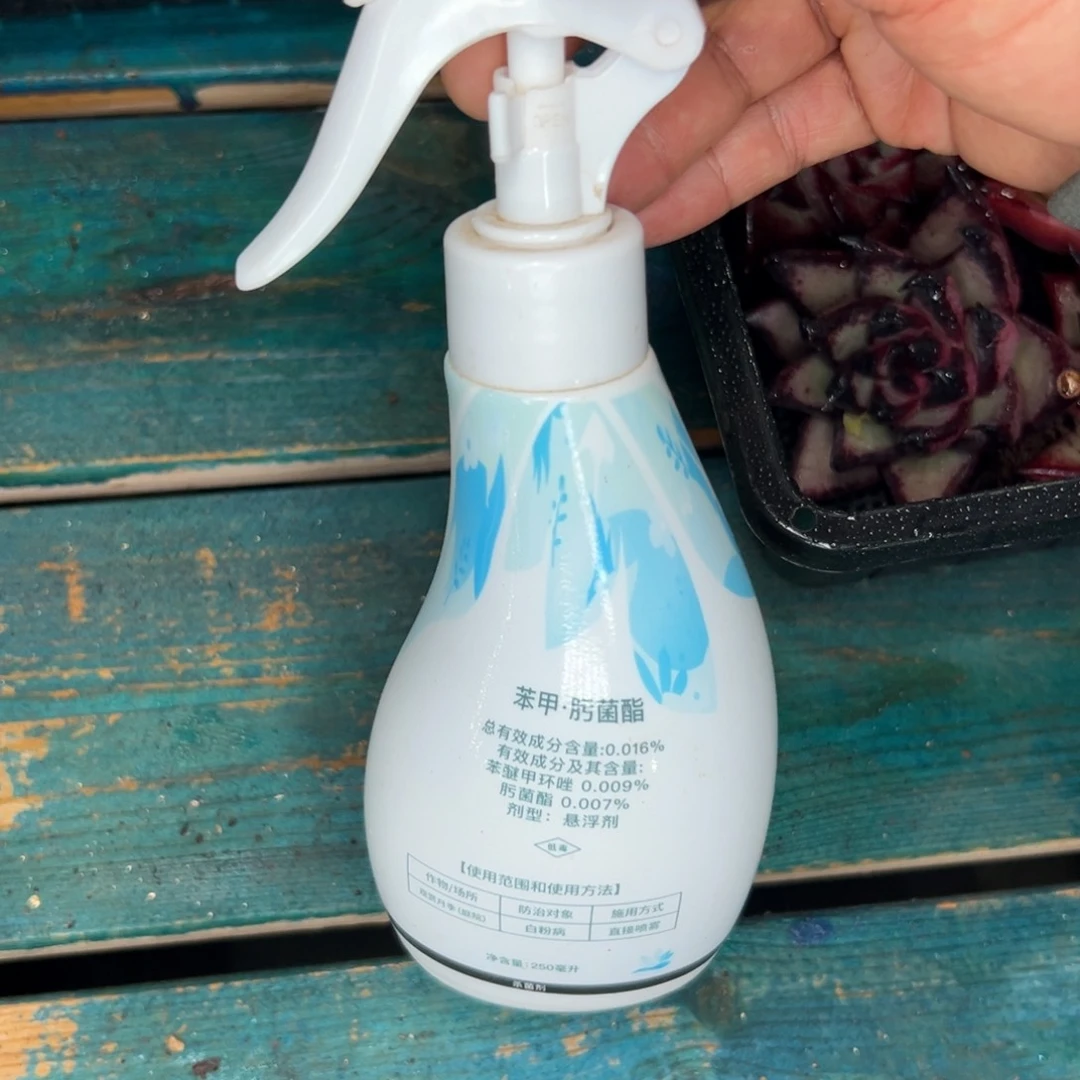 多肉一物一拍0112-养护一号