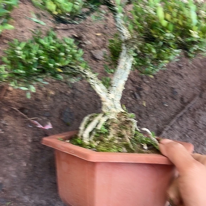 用***5无花朵带土球发货