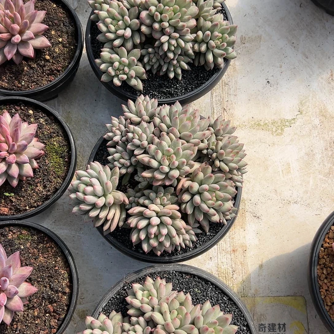 【闪购商品】岩子大群福利